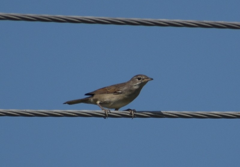 Greater Whitethroat - ML645251170