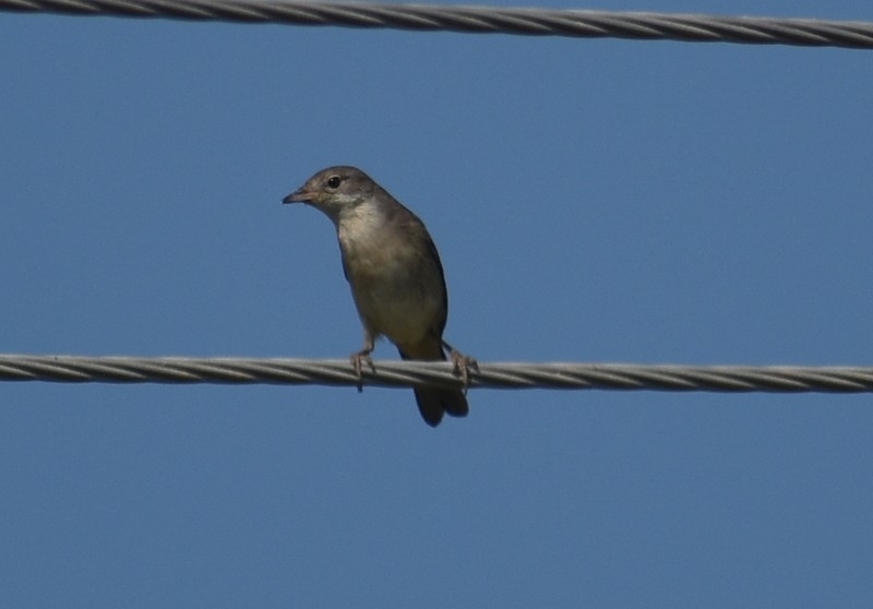 Greater Whitethroat - ML645251171