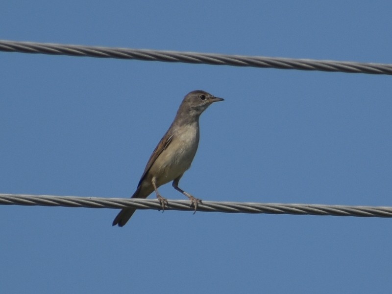 Greater Whitethroat - ML645251172