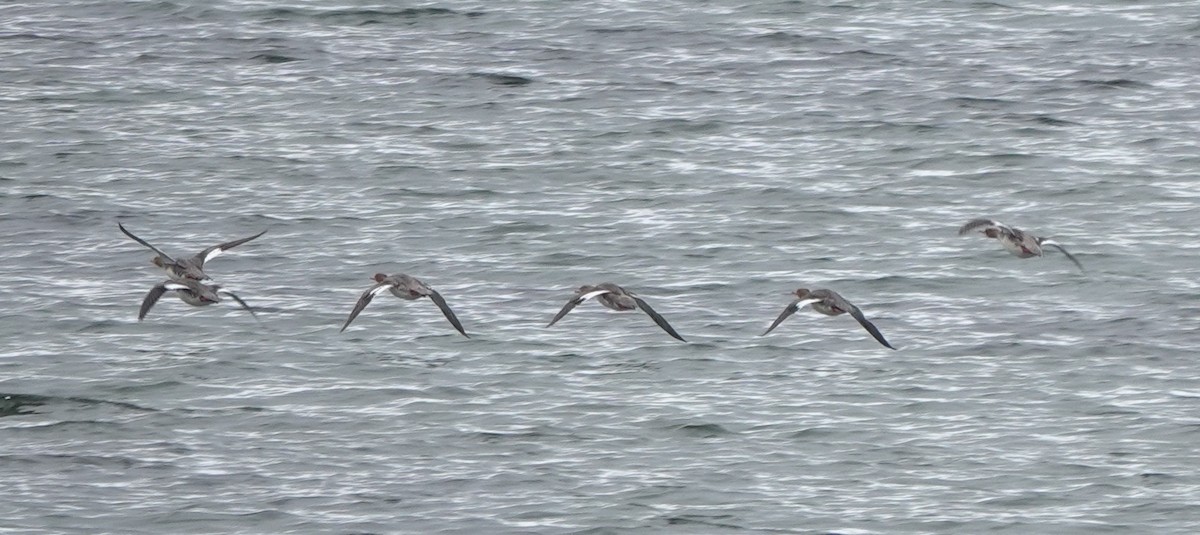 Red-breasted Merganser - ML645251173