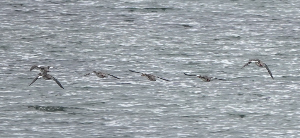 Red-breasted Merganser - ML645251174