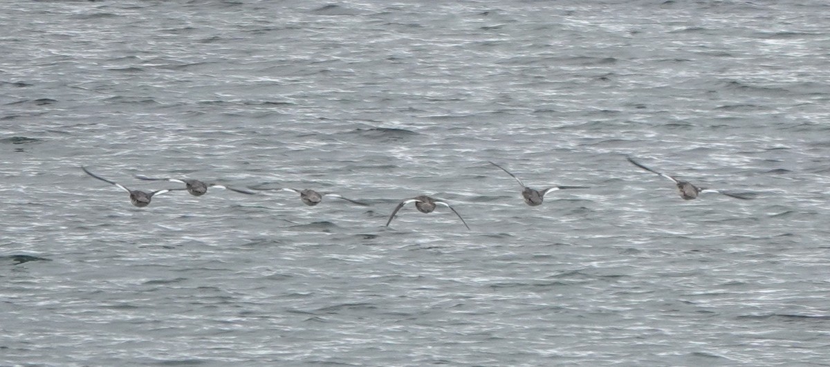 Red-breasted Merganser - ML645251175