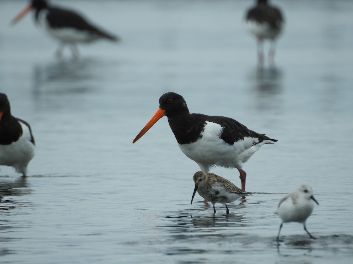 Eurasian Oystercatcher - ML645251179