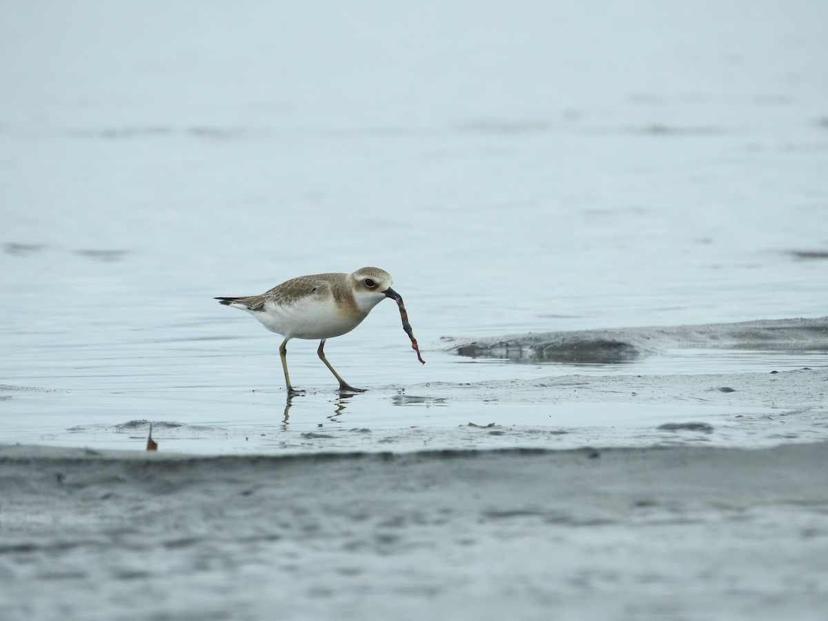 蒙古鴴 - ML645251181