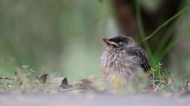 Red Wattlebird - ML645251188