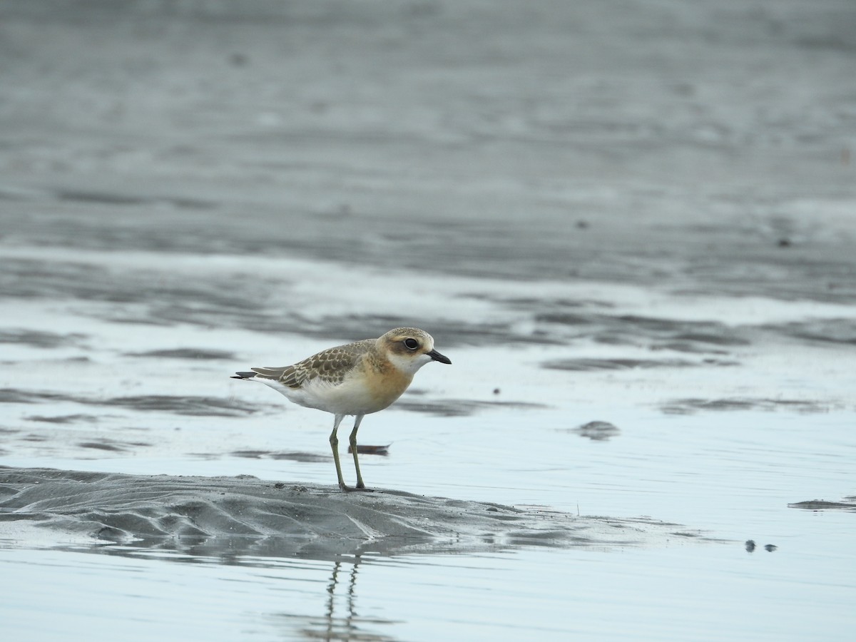 蒙古鴴 - ML645251190