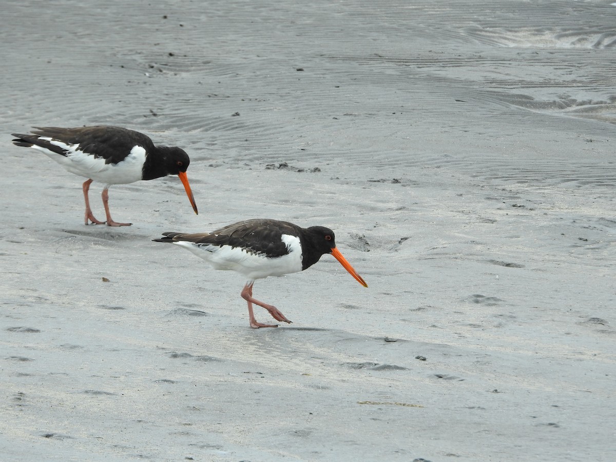 蠣鴴 - ML645251199