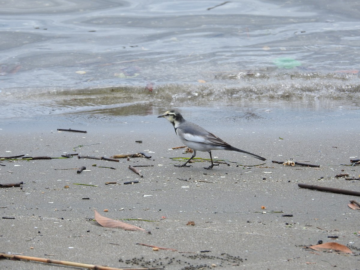 白鶺鴒 - ML645251205