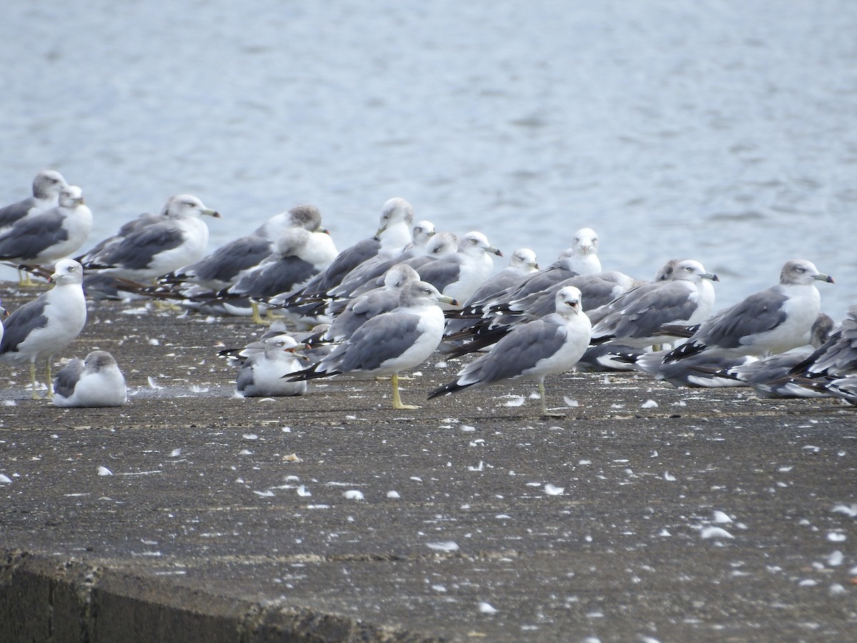 黑尾鷗 - ML645251209