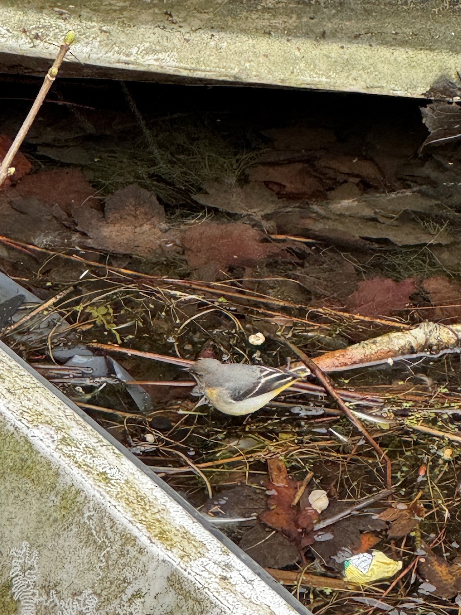 Gray Wagtail - ML645251211