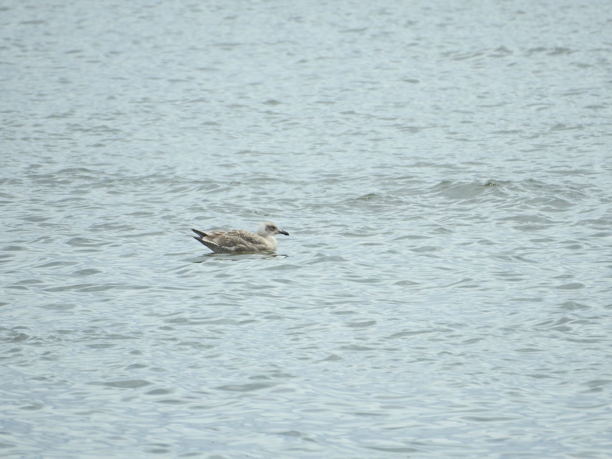 Larus sp. - ML645251213