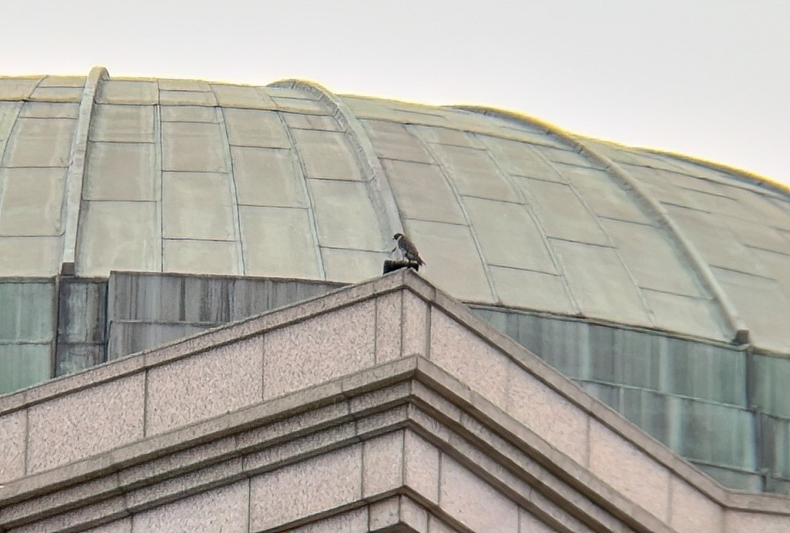 Peregrine Falcon (Australian) - ML645251214