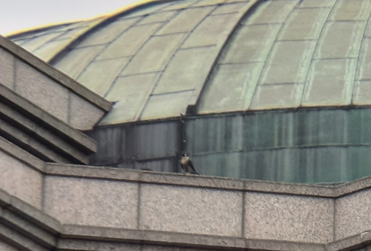 Peregrine Falcon (Australian) - ML645251219