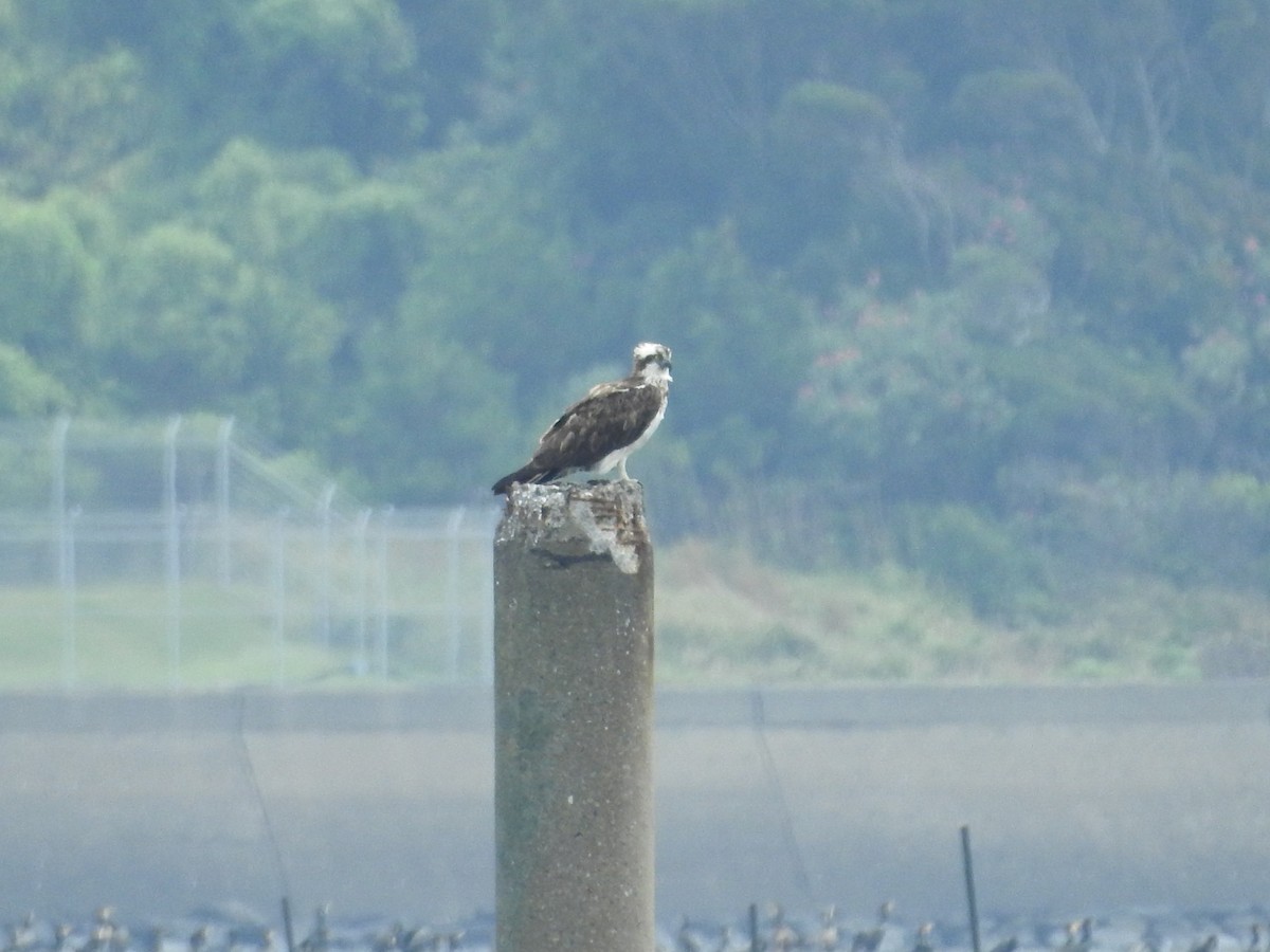 魚鷹 - ML645251220