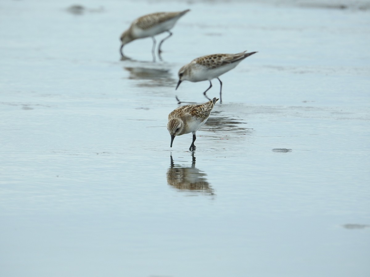 紅胸濱鷸 - ML645251234