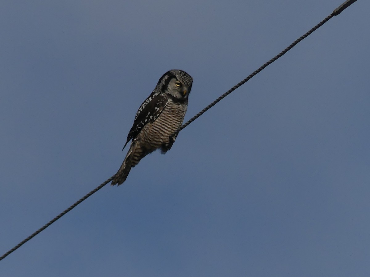 Northern Hawk Owl - ML645251247