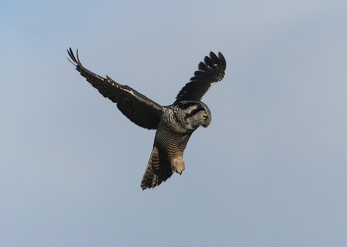 Northern Hawk Owl - ML645251257