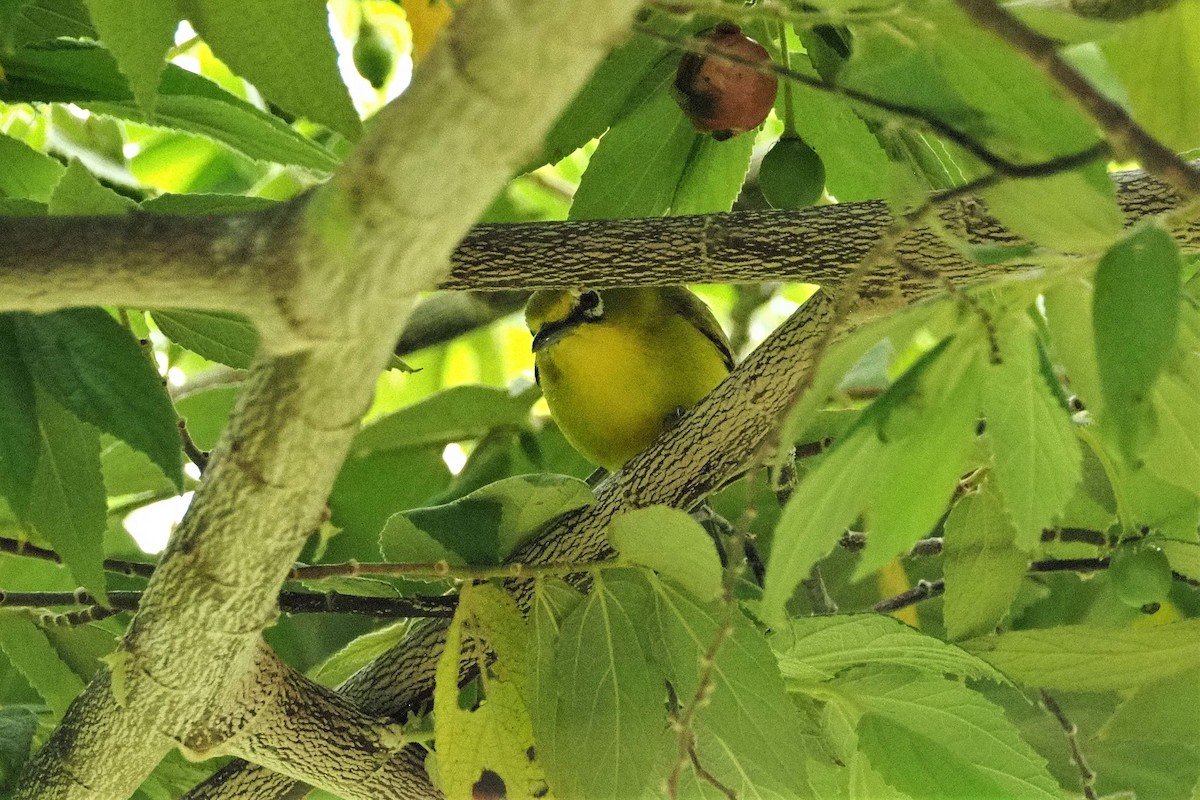 Lemon-bellied White-eye - ML645251281