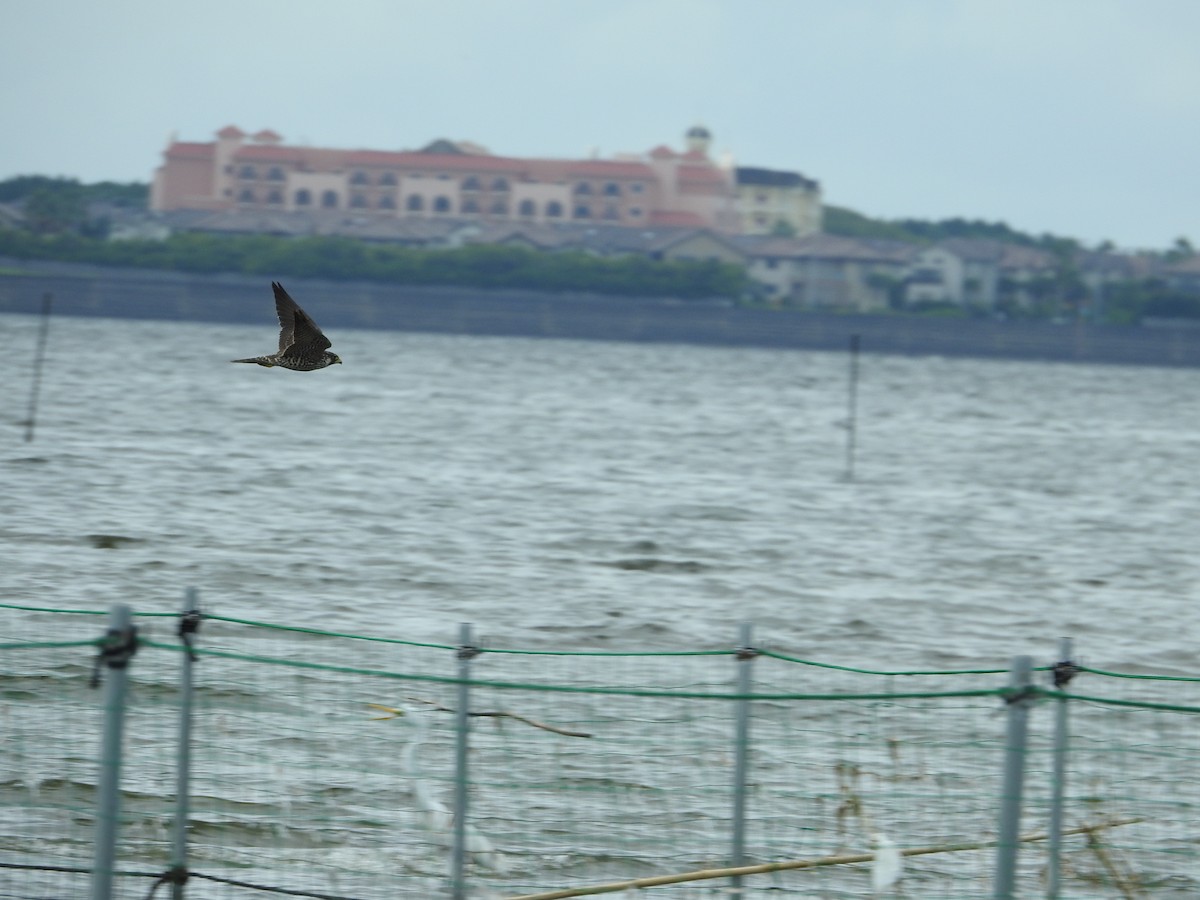 Эгэл шонхор - ML645251282