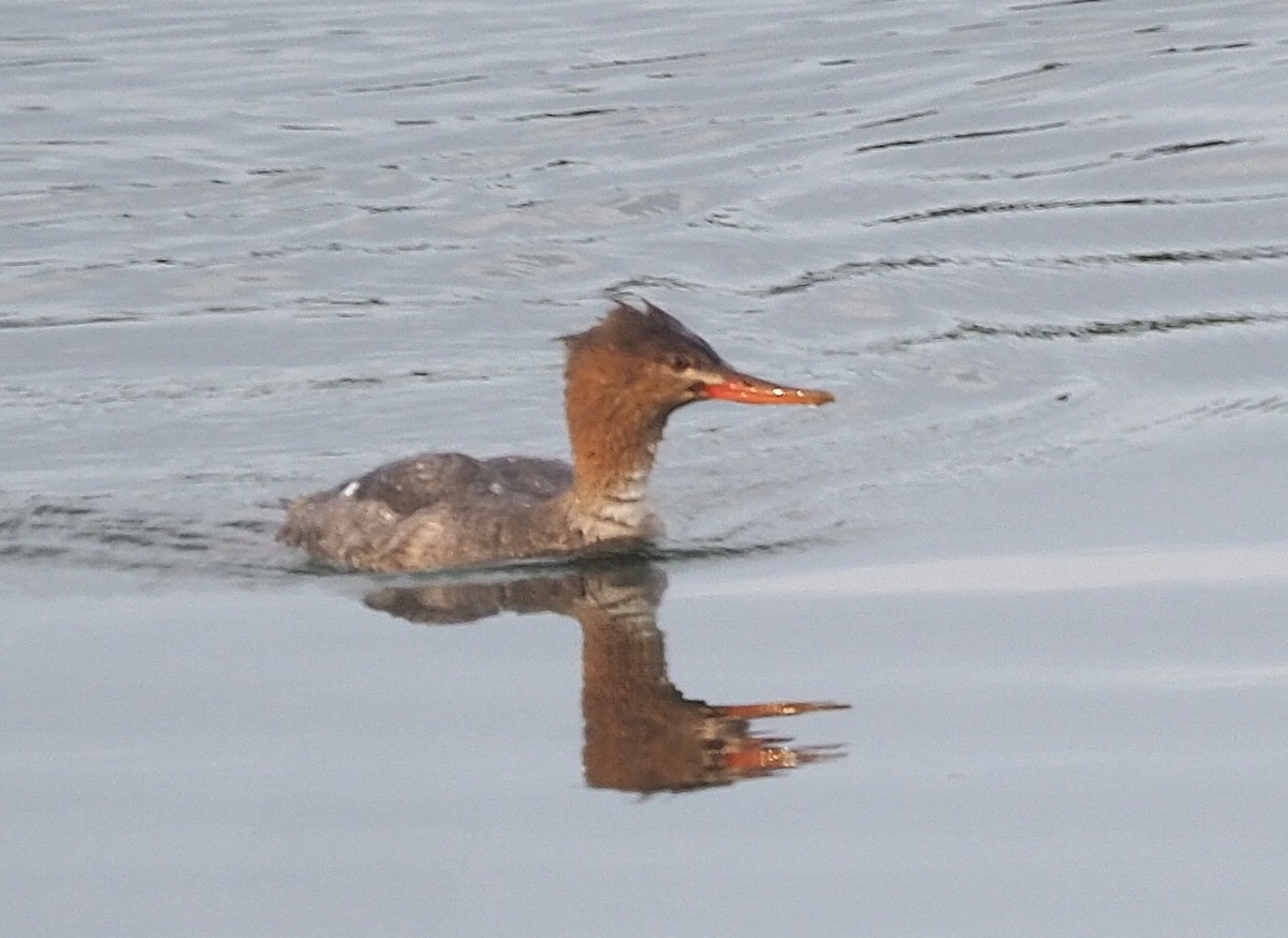 Serreta Mediana - ML645251285