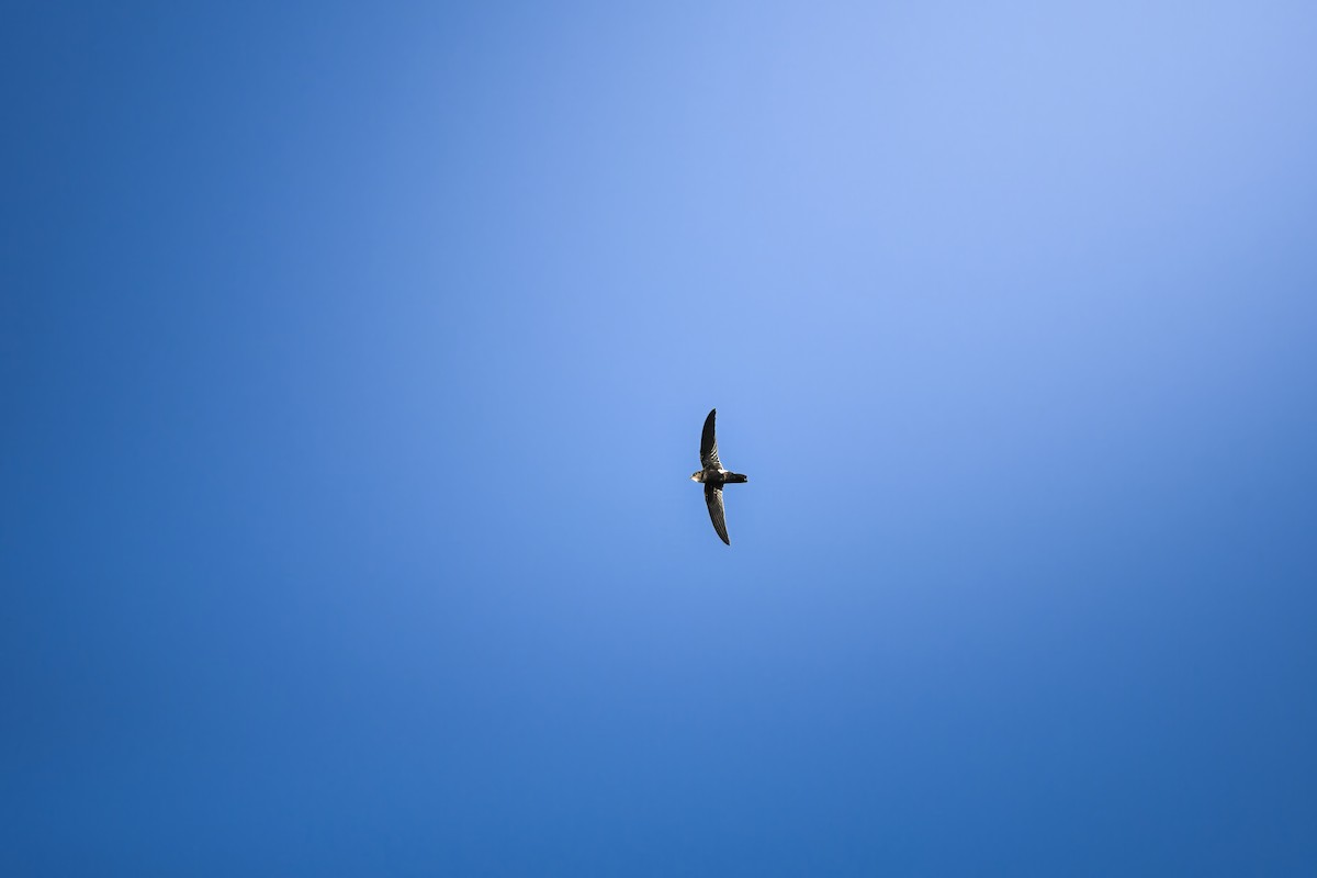 House Swift - ML645251290