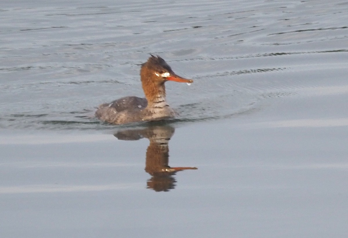 Serreta Mediana - ML645251296