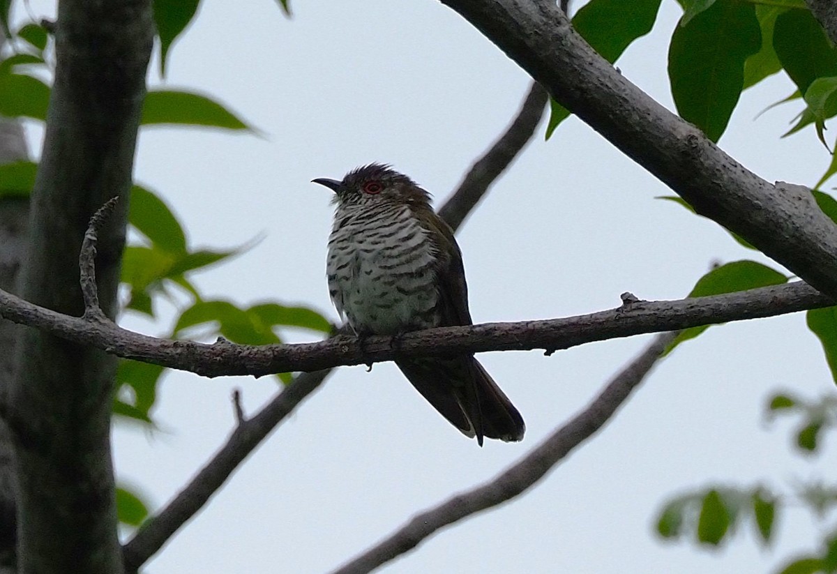 Little Bronze-Cuckoo - ML645251300