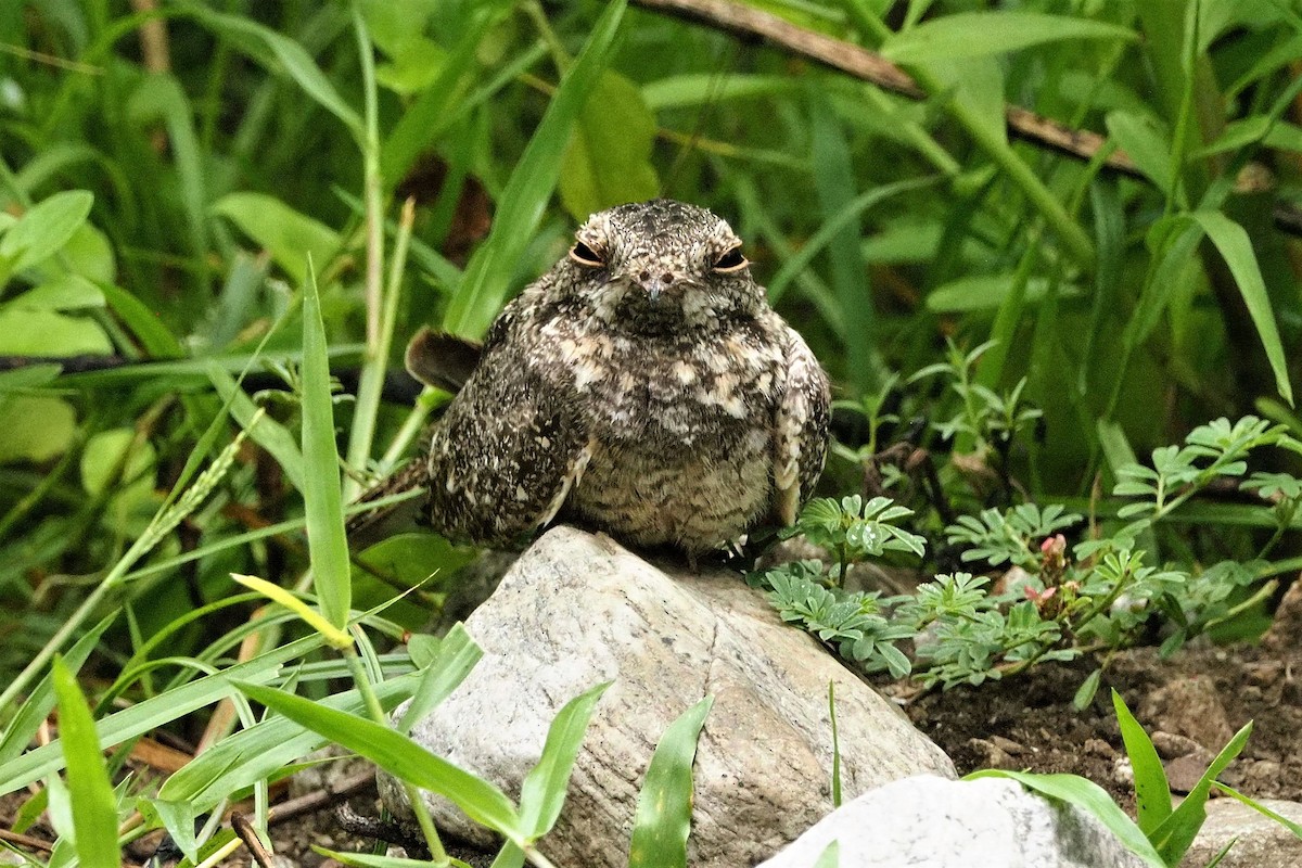 Savanna Nightjar - ML645251303