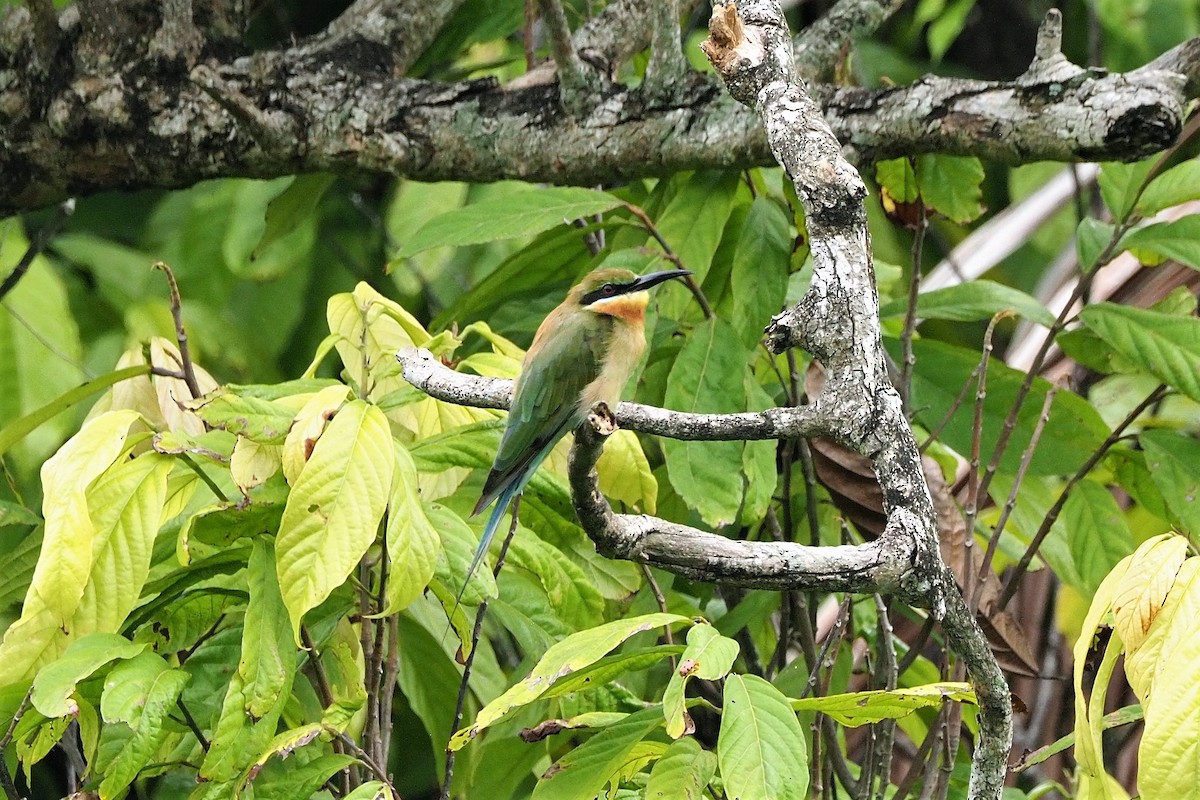 Blue-tailed Bee-eater - ML645251305