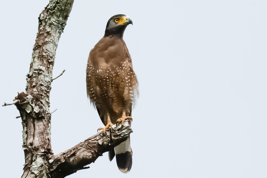 Crested Serpent-Eagle - ML645251312