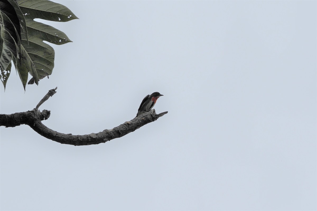 Gray-sided Flowerpecker - ML645251313