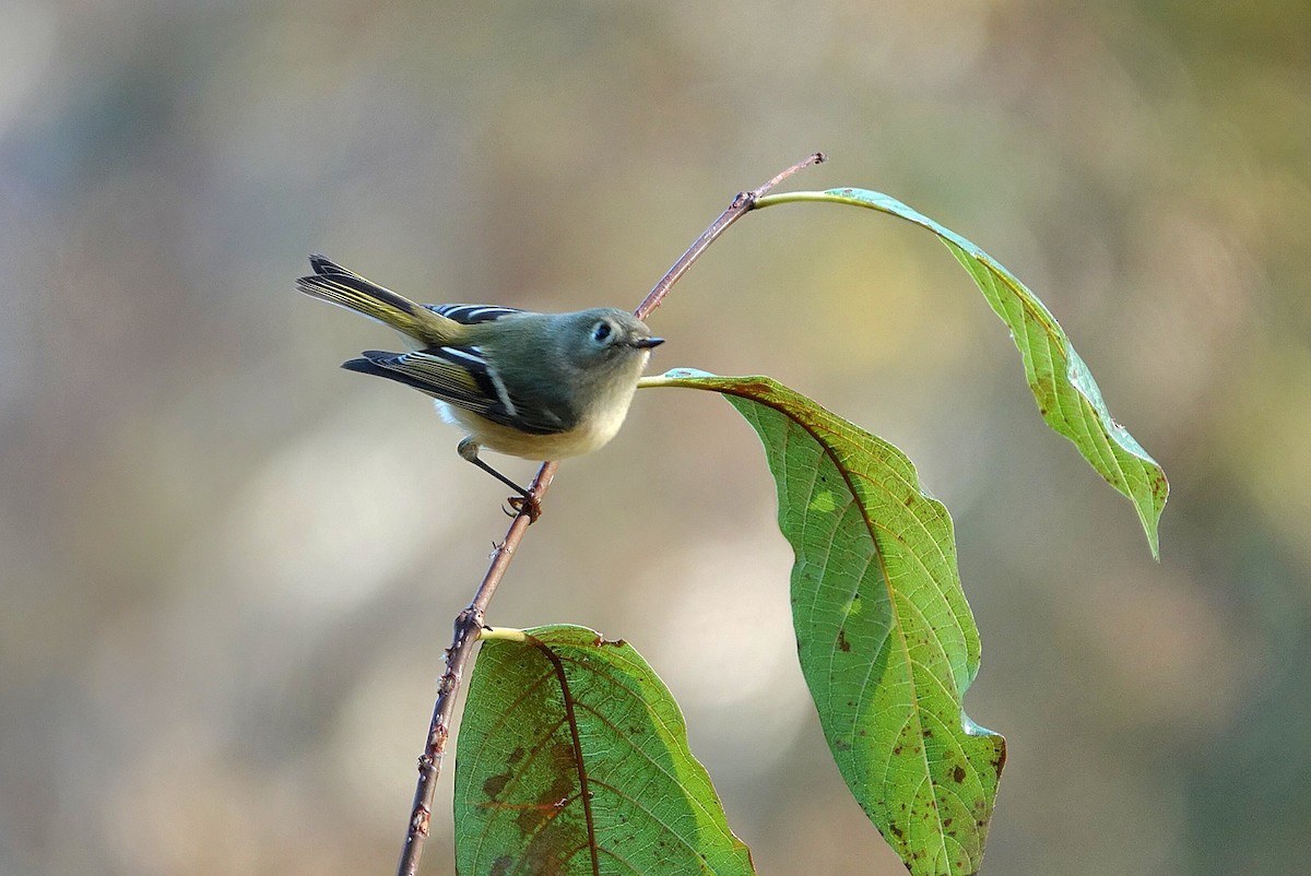Ruby-crowned Kinglet - ML645251328