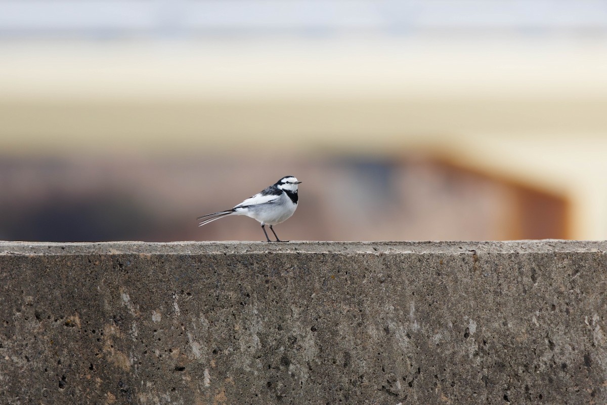 konipas bílý (ssp. lugens) - ML645251331