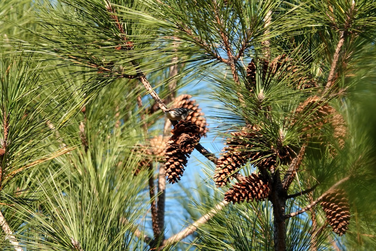 Sittelle à tête brune - ML645251345