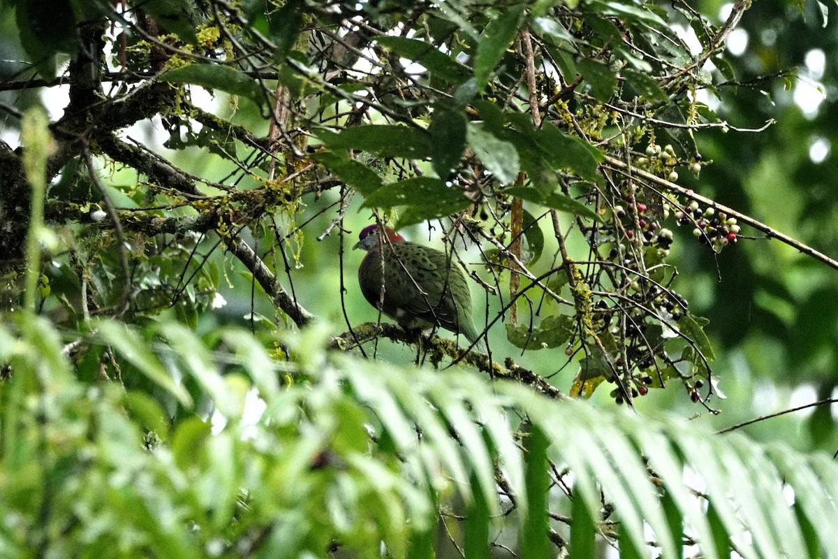 Superb Fruit-Dove - ML645251356