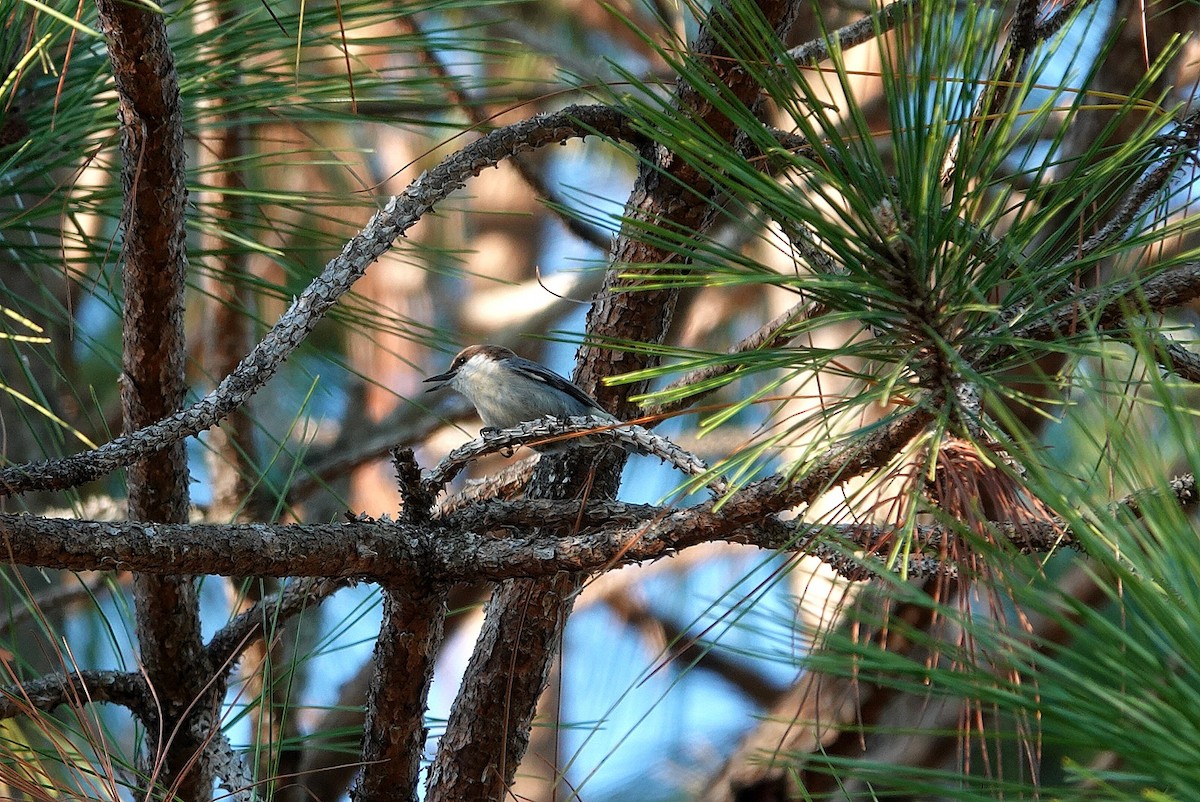 Sittelle à tête brune - ML645251357