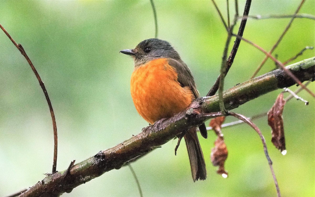 Blue-fronted Flycatcher - ML645251381