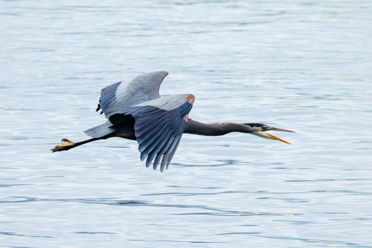 Great Blue Heron (Great Blue) - ML645251393
