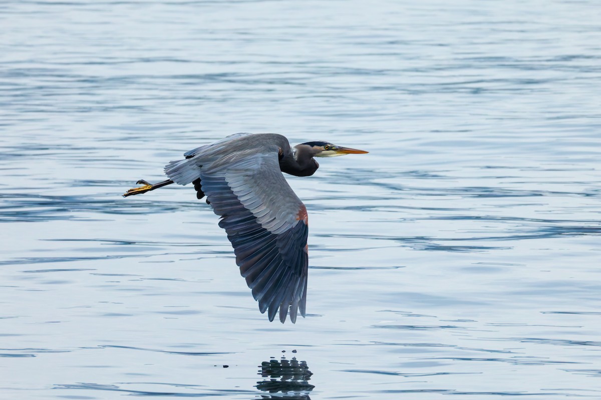 Great Blue Heron (Great Blue) - ML645251394