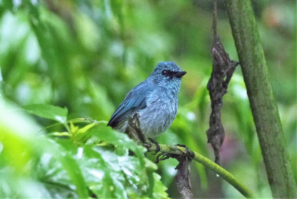 Turquoise Flycatcher - ML645251397