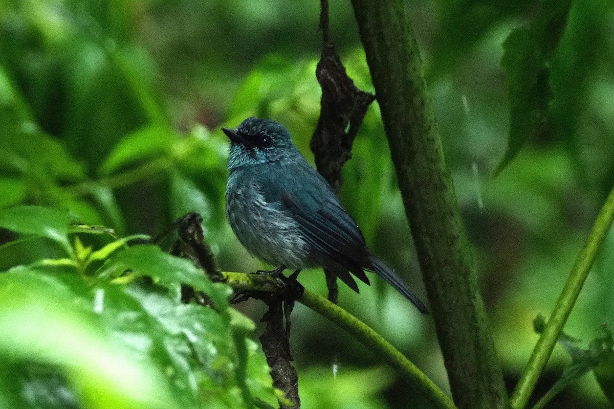 Turquoise Flycatcher - ML645251398