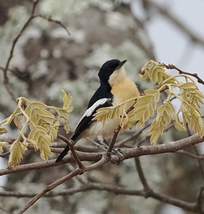 Yellow-bellied Hyliota - ML645251404