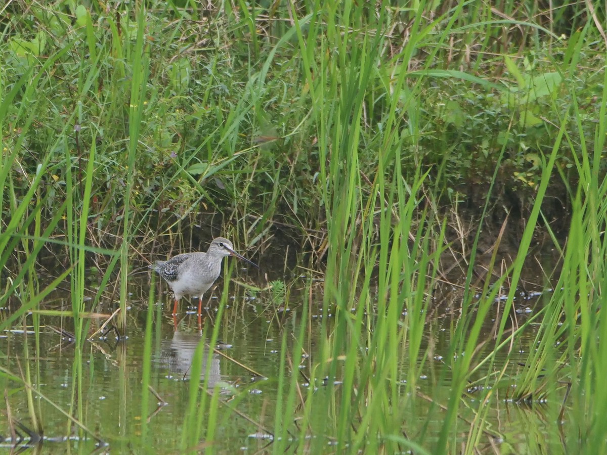 Spotted Redshank - ML645251411