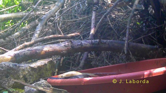 Occhiocotto - ML645251412