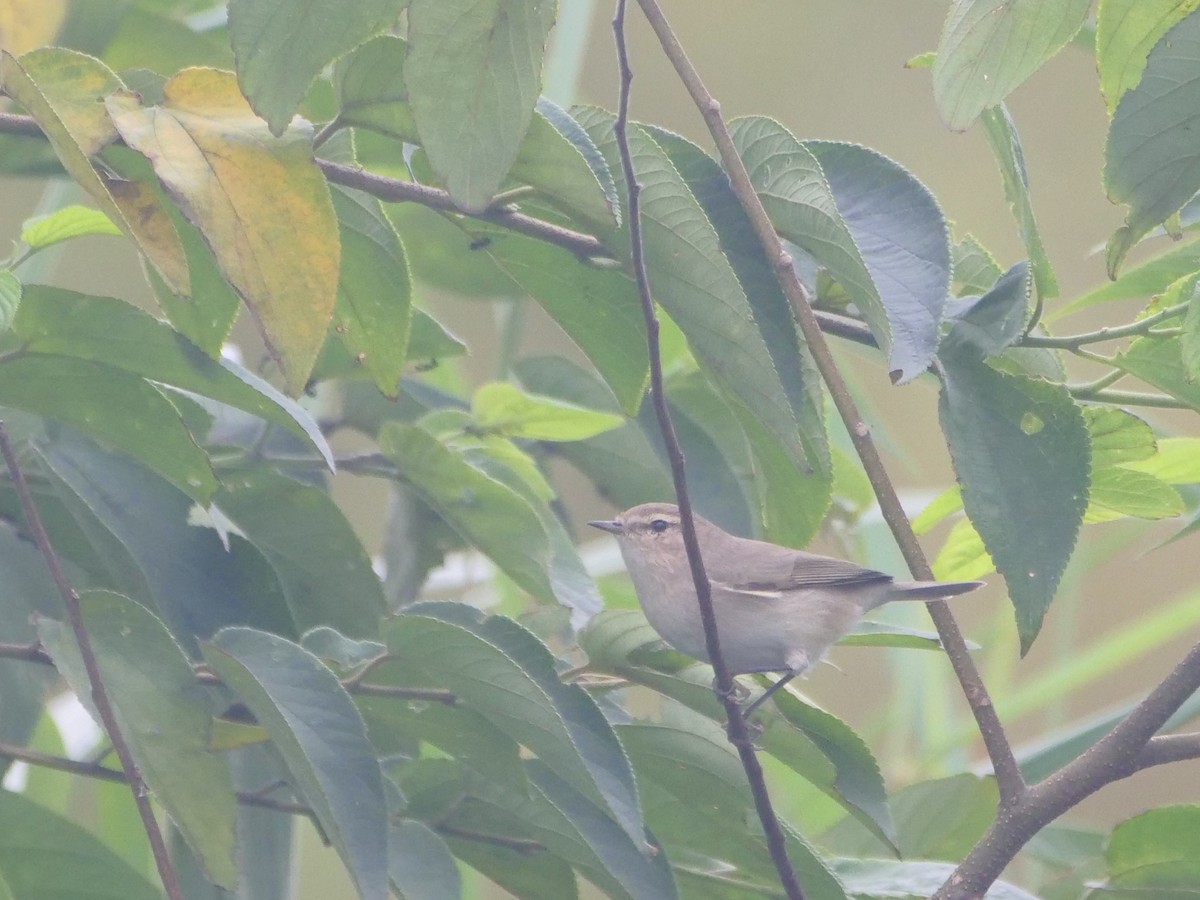 Common Chiffchaff - ML645251417