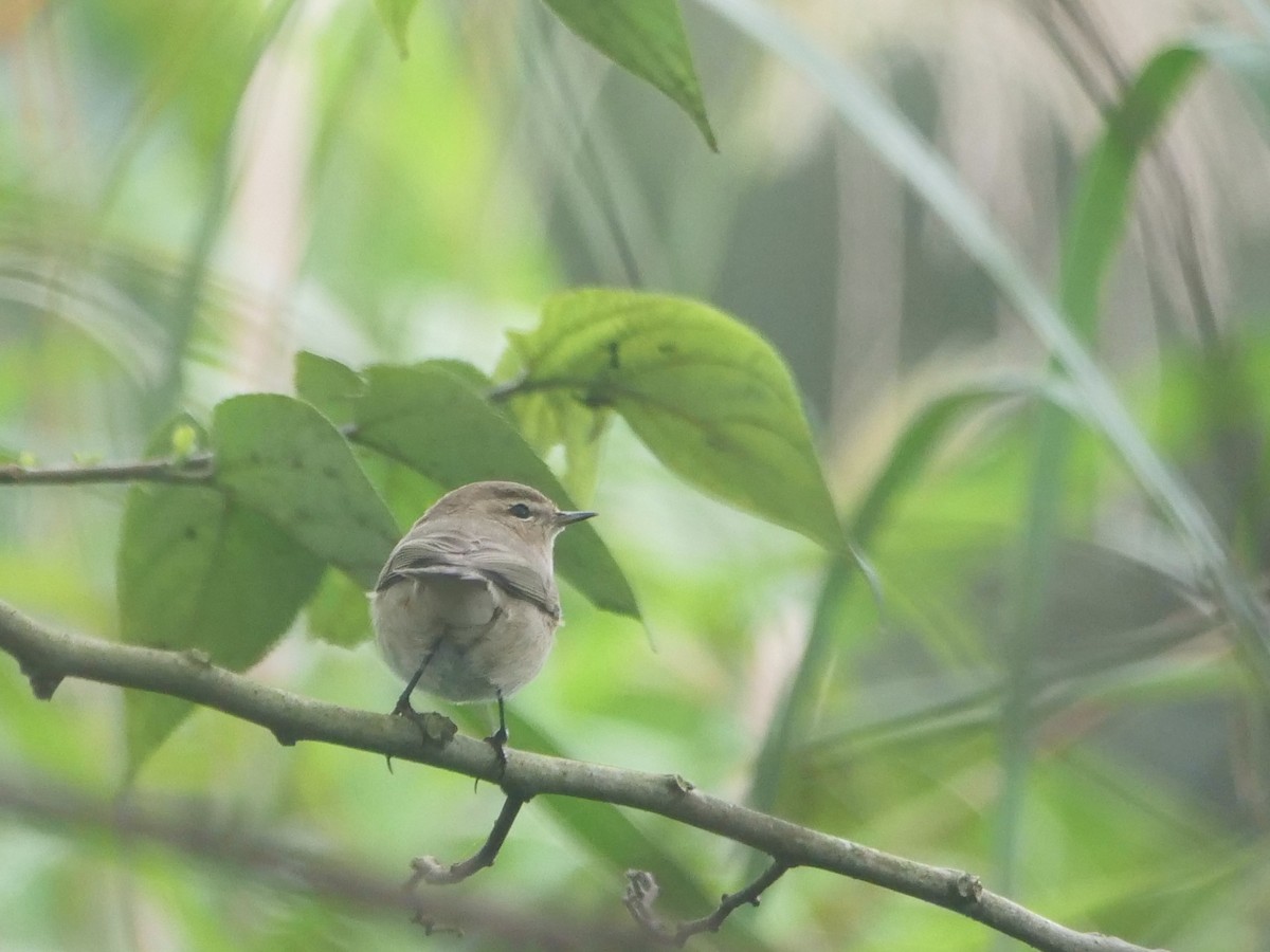 Common Chiffchaff - ML645251418