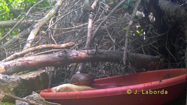 Sterpazzolina occidentale - ML645251419