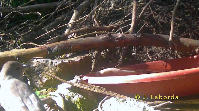 Pigliamosche/Pigliamosche tirrenico - ML645251420