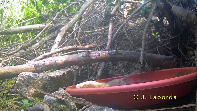 Pettirosso - ML645251421