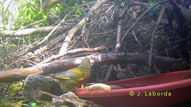 Verdone - ML645251422